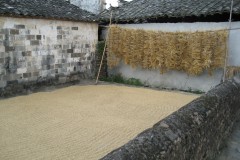IMG_1925